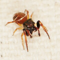 Zygoballus rufipes