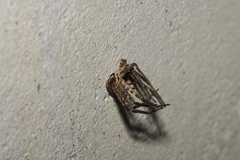 Heteropoda venatoria