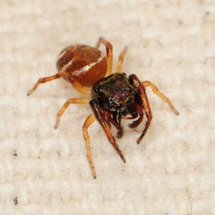 Zygoballus rufipes
