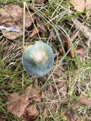 Stropharia caerulea