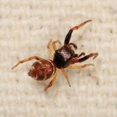 Zygoballus rufipes