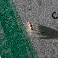 Hentzia mitrata