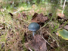 Stropharia caerulea