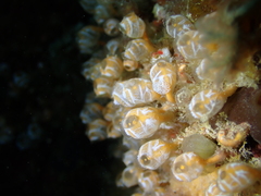 Pycnoclavella
