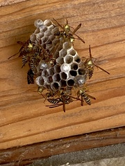 Polistes exclamans