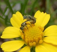 Cockerellia