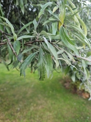 Elaeagnus angustifolia