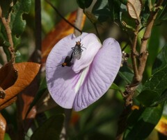 Centrosema arenicola
