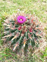 Ferocactus latispinus
