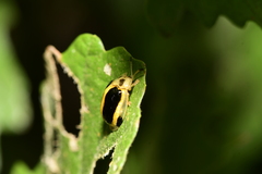 Basiprionota whitei