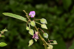 Impatiens balsamina