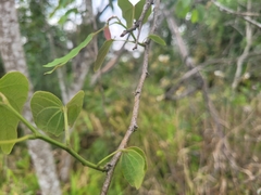 Bauhinia