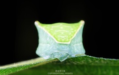 Demonarosa rufotessellata