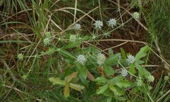 Eryngium aromaticum