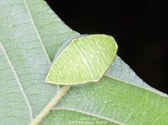 Demonarosa rufotessellata