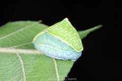 Demonarosa rufotessellata