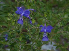 Trichostema suffrutescens