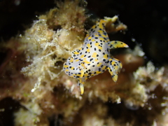 Thecacera pennigera
