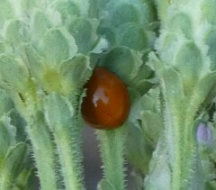 Cycloneda sanguinea