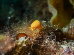 Cystiscus