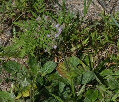 Elephantopus tomentosus