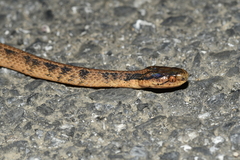 Pareas boulengeri