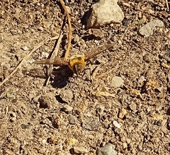 Bombyliidae