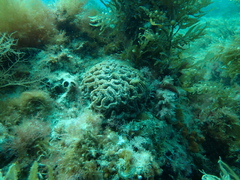 Australophyllia wilsoni