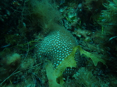 Coelastrea palauensis