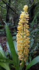 Calanthe