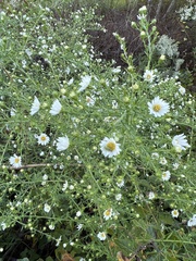 Symphyotrichum pilosum