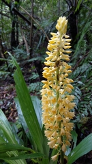 Calanthe