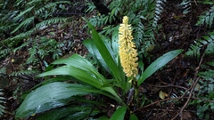 Calanthe