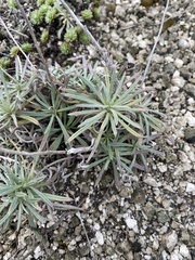 Onosma simplicissima