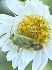 Taylorilygus apicalis