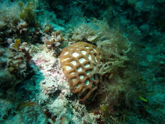 Coelastrea palauensis