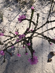 Boronia serrulata