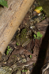 Odorrana tianmuii