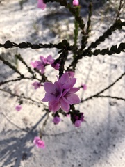 Boronia serrulata