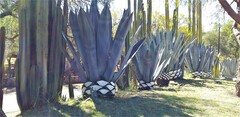 Agave americana