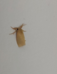 Artaxa guttata