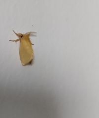 Artaxa guttata