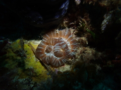 Australophyllia wilsoni