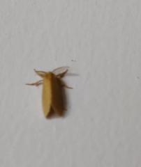 Artaxa guttata