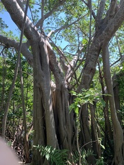 Ficus aurea