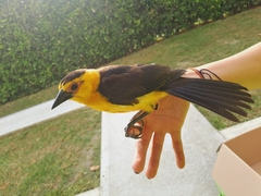 Gymnomystax mexicanus