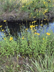 Helianthus floridanus