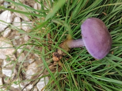 Calocybe ionides