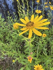Helianthus floridanus