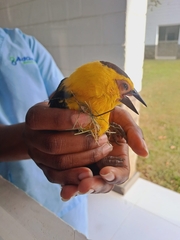 Gymnomystax mexicanus
